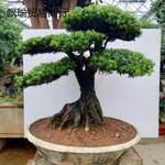 罗汉松造型树盆景罗汉松树盆栽老桩五针松黄杨榆树室内外景观好养