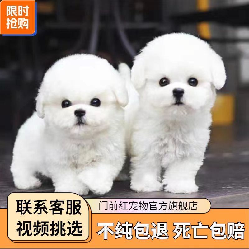 纯种比熊幼犬活体比熊犬泰迪犬小型犬茶杯犬博美犬茶杯犬宠物狗狗