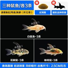 清道夫工具鱼小型热带鱼清洁鱼吃便除藻金苔鼠白鼠花鼠观赏鱼包邮