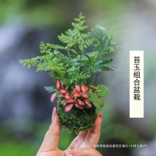 水培苔藓球植物室内花卉绿植盆栽竹子盆景小金桔蕨类网纹草发财树