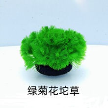 绿菊水坨无需底砂性鱼缸里水植物造景小鱼缸无泥水跨境