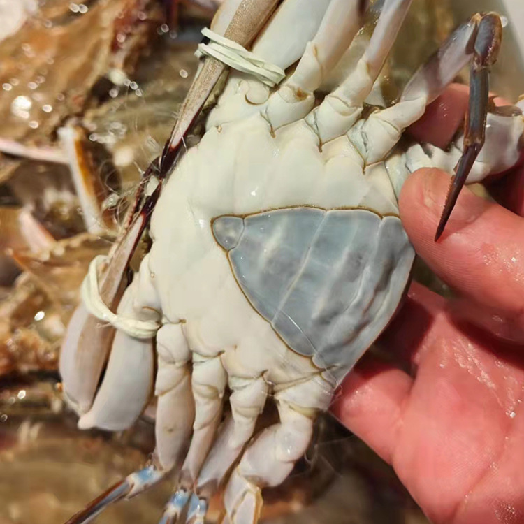 小娘蟹黑三角小蟹冻品批发批发舟山梭子蟹新鲜急冻螃蟹白蟹海蟹红膏蟹