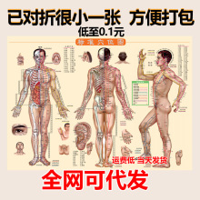 人体艾灸穴位图艾灸图人体经络穴位图艾灸疗法书图拔罐刮痧按摩