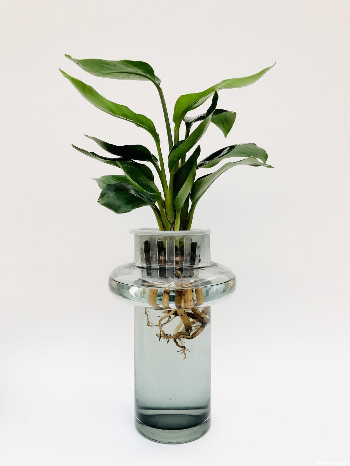 净化天堂鸟绿植室内空气小型除甲醛水培玻璃瓶鹤望兰桌面好养四季