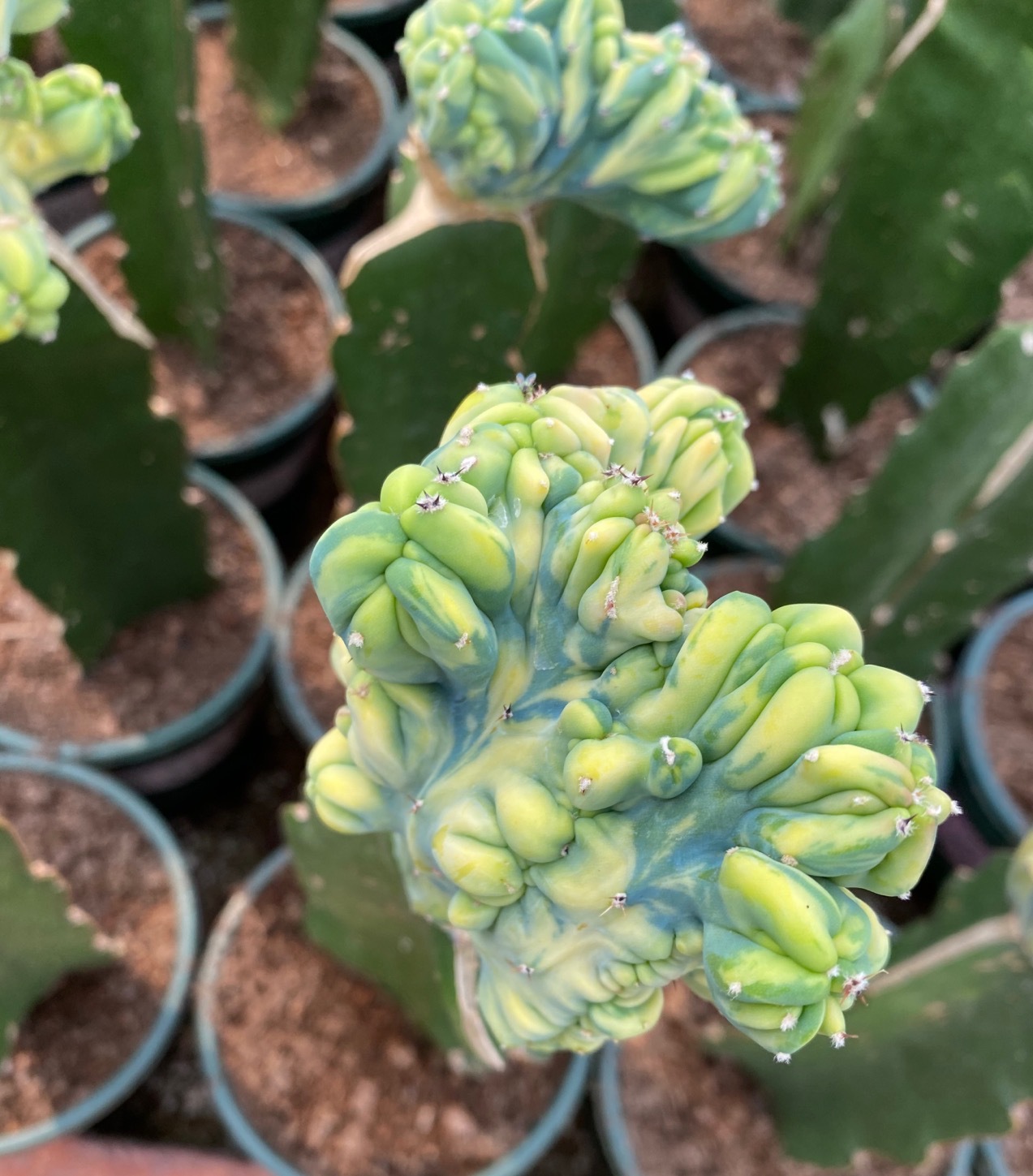 仙人柱 龙神木缀化锦 嫁接三角柱子上 植物盆栽 漳州批发基地花卉