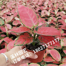 【基地直供】观叶植物室内吸甲醛桌面绿化墙花卉盆栽90#如意植物