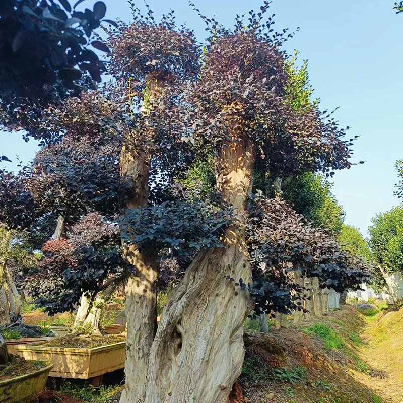 红花继木苗红花檵木球耐寒庭院绿植四季红叶彩色盆景球桩-阿里巴巴
