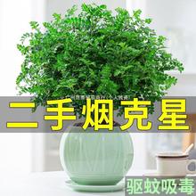 除甲醛蚊虫植物【清香胡椒木室内提神】净化驱盆栽木空气绿植花卉