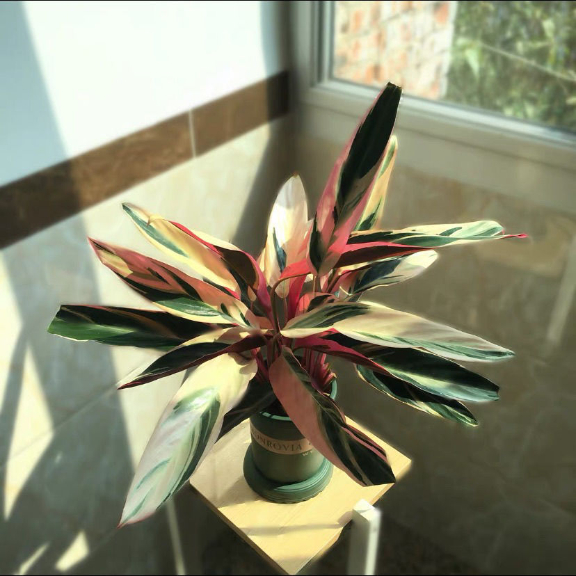 【推荐】凤凰羽水培七彩竹芋植物室内绿植花卉盆栽水养好养客厅花