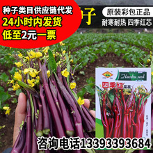 常丰四季红菜苔种子农田菜园嫩脆红菜心种籽厂家批发庭院可播种子