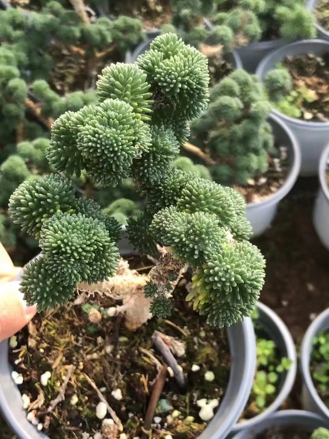 基地批发多肉植物品种 球松老桩盆9cm 状态品相实拍 裸根发货