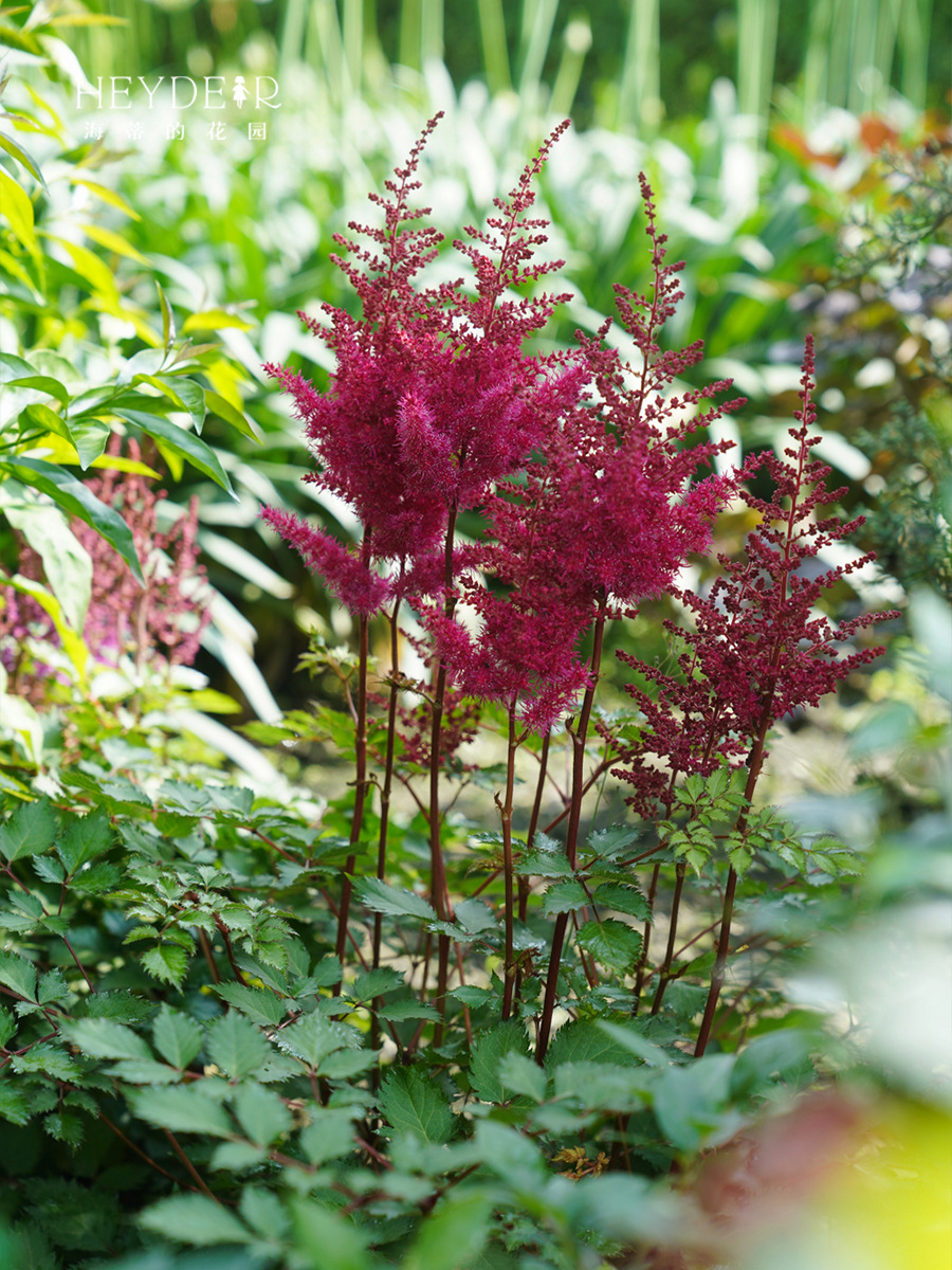 落新妇耐阴好养多年生花卉盆栽阳台盆栽庭院花境植物