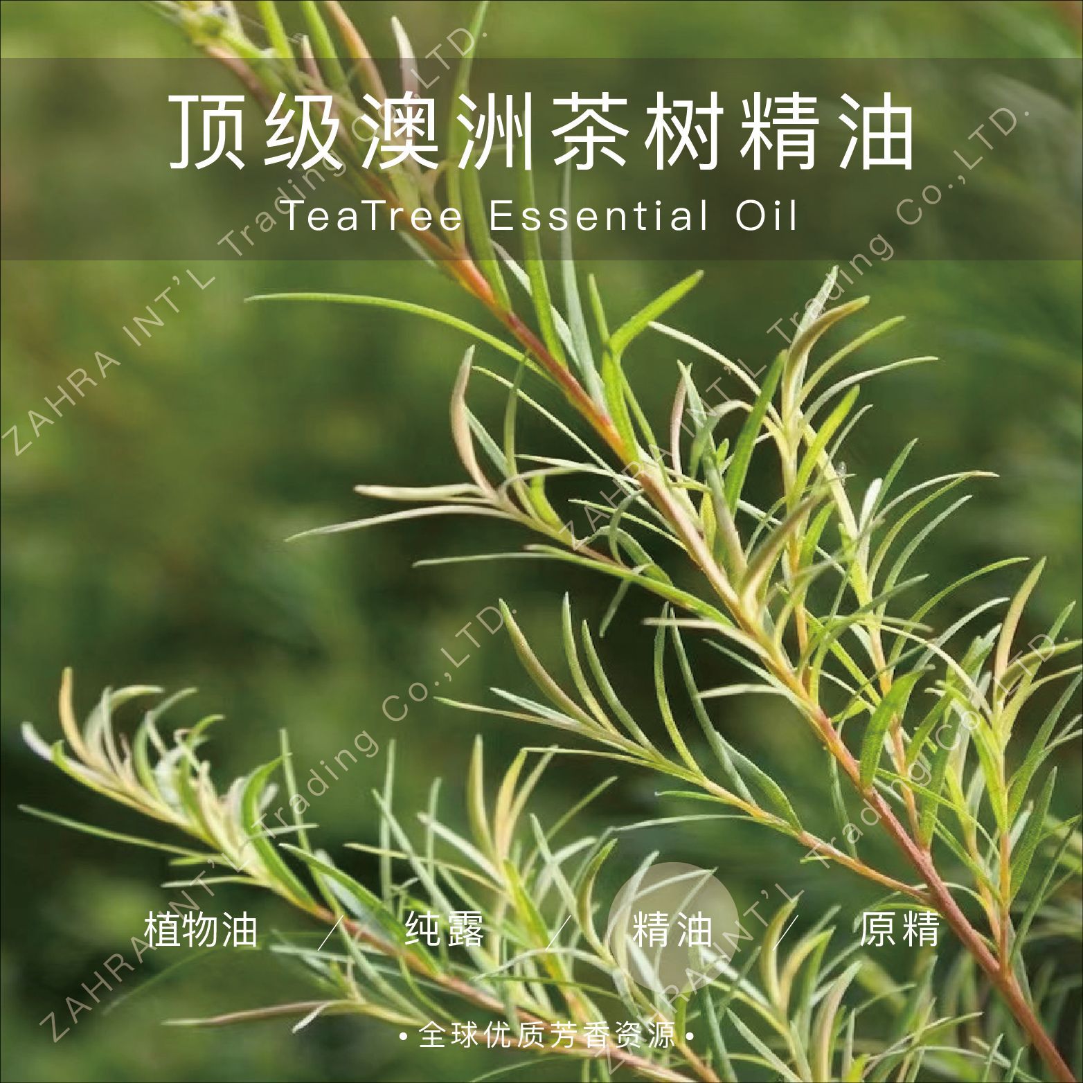 澳大利亚 | 进口 有机 茶树精油-阿里巴巴