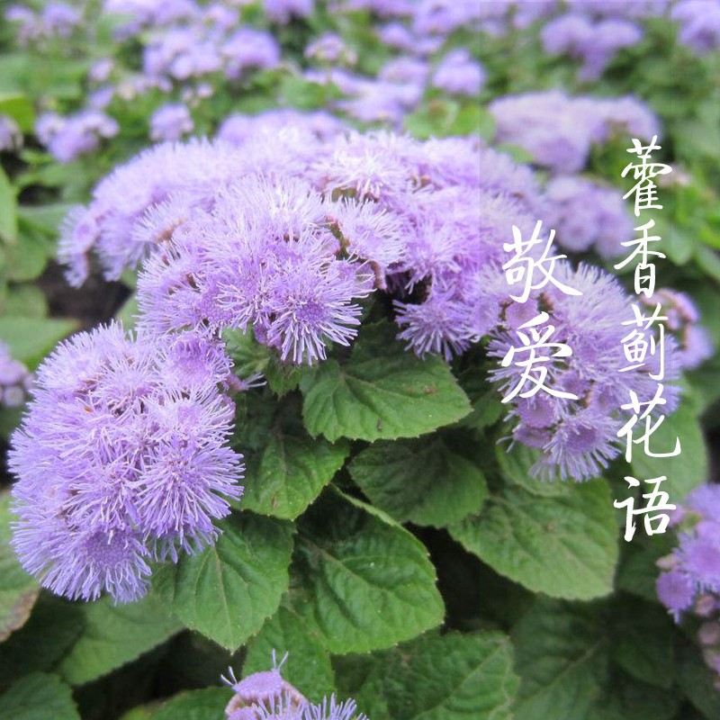 霍香蓟种子蓝花冠藿香蓟花籽盆栽四季播易种景观地被