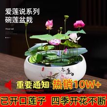 【3天发芽】碗莲荷花水培植物四季开花绿植室内桌面花卉吸甲醛