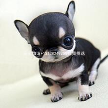 藏獒犬纯种活体藏獒幼犬巨型藏獒犬铁包金藏獒狮王藏獒幼犬狗狗