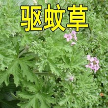 驱蚊香草种子夏季驱蚊植物种子四季庭院阳台盆栽花卉种子驱蚊草籽