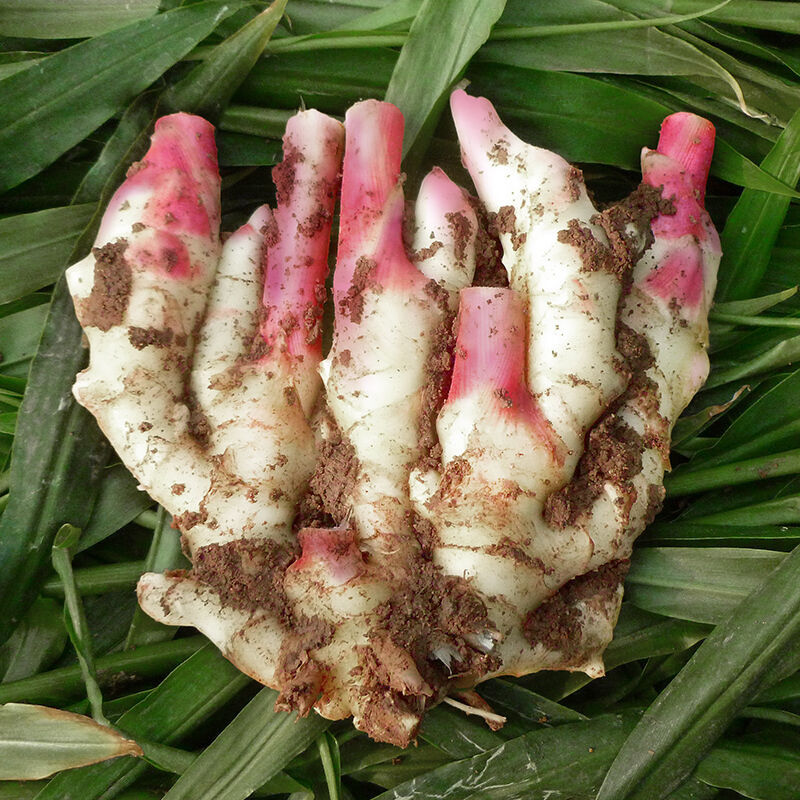 新鲜仔姜山东嫩生姜鲜姜红芽芽做泡糖醋姜黄时令应季蔬菜一件批发