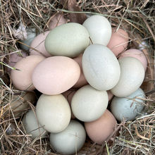 土鸡蛋农家散养新鲜鸡蛋儿童孕妇营养蛋整箱批发混批