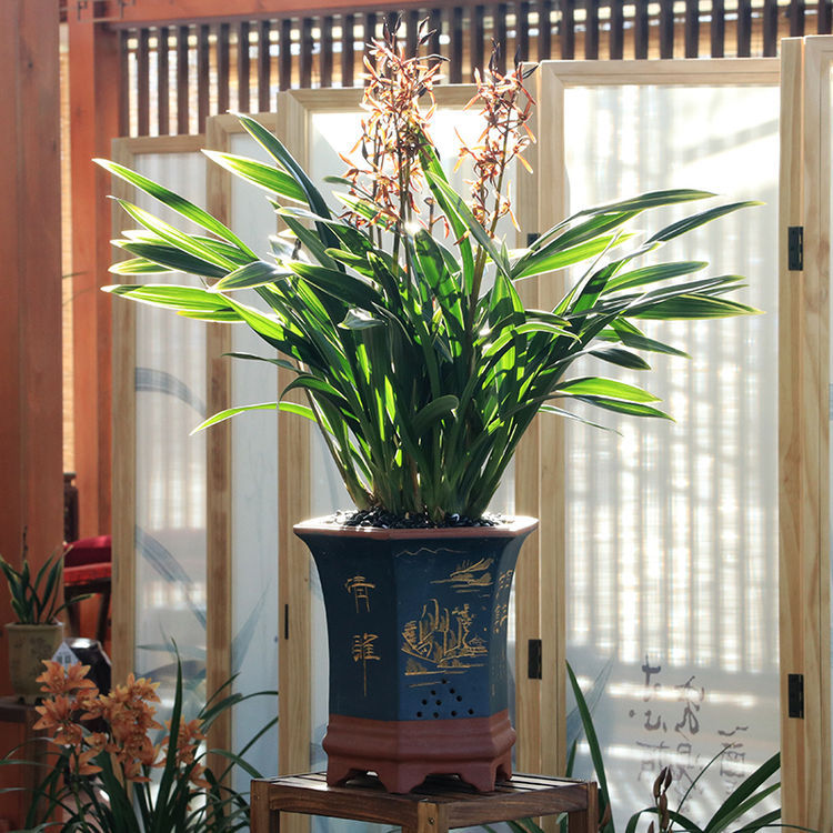 翁源兰花浓香型墨兰大型盆栽金华山金嘴精品兰花苗室内花卉植物