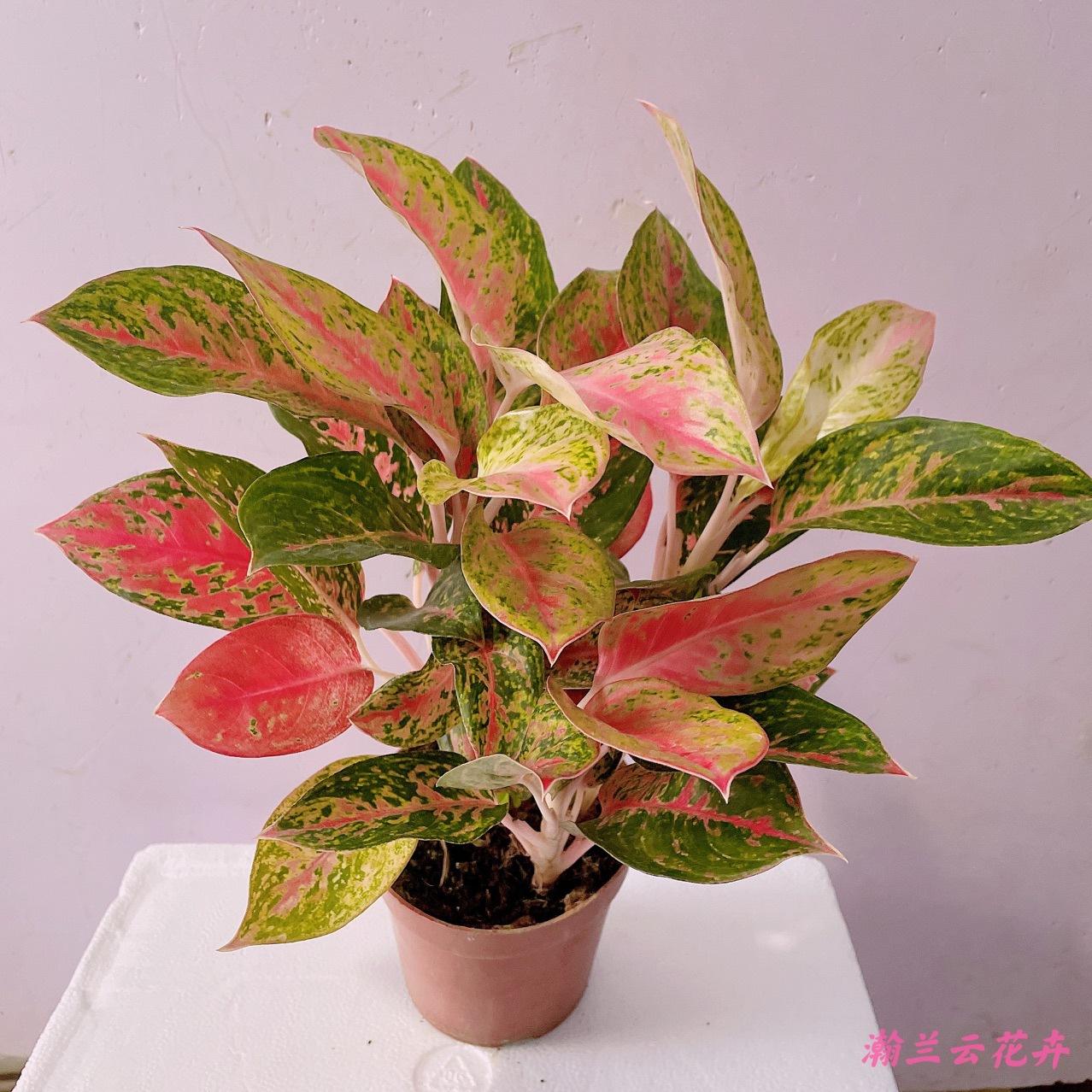 【基地直供】绿植花卉观叶植物吉利红居家盆栽花卉红颜盆栽烟花