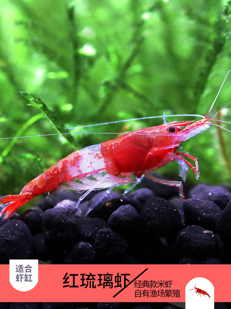 热带虾淡水虾米红琉璃虾观赏虾宠物虾除藻虾琉璃虾鱼缸