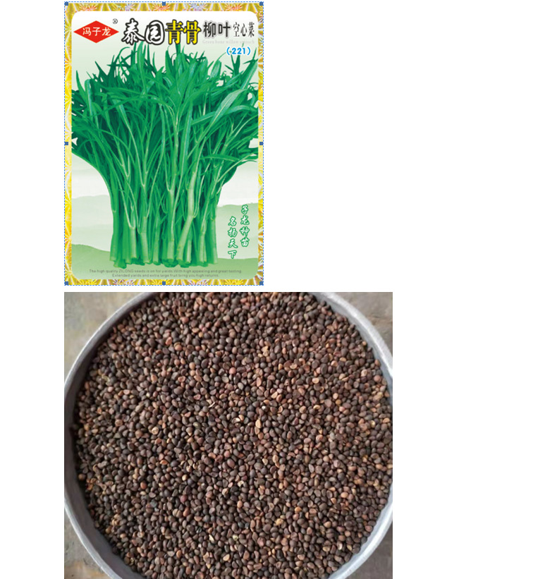 好阳光子龙蔬菜种子泰国青骨柳叶空心菜221蕹菜通心菜水田基地
