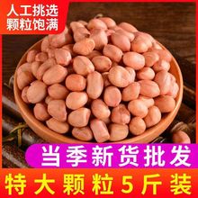 【22年新货】新鲜大粒花生米粉红皮花生米当季新白沙生花生批发