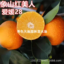 浙江红美人爱媛28号柑橘树苗明日见橘子果冻橙树苗柑桔果树桔子苗