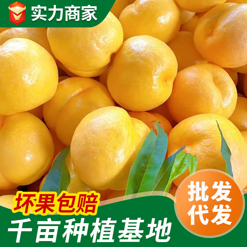 代发分销山东蒙阴现摘黄肉油桃纯甜脆甜多汁整箱新鲜水果黄金桃子