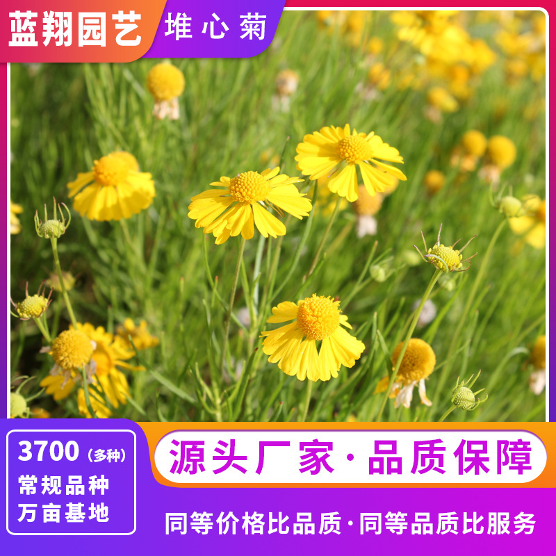 一年生堆心菊花卉种子庭院阳台花园耐寒耐热花卉种子批发
