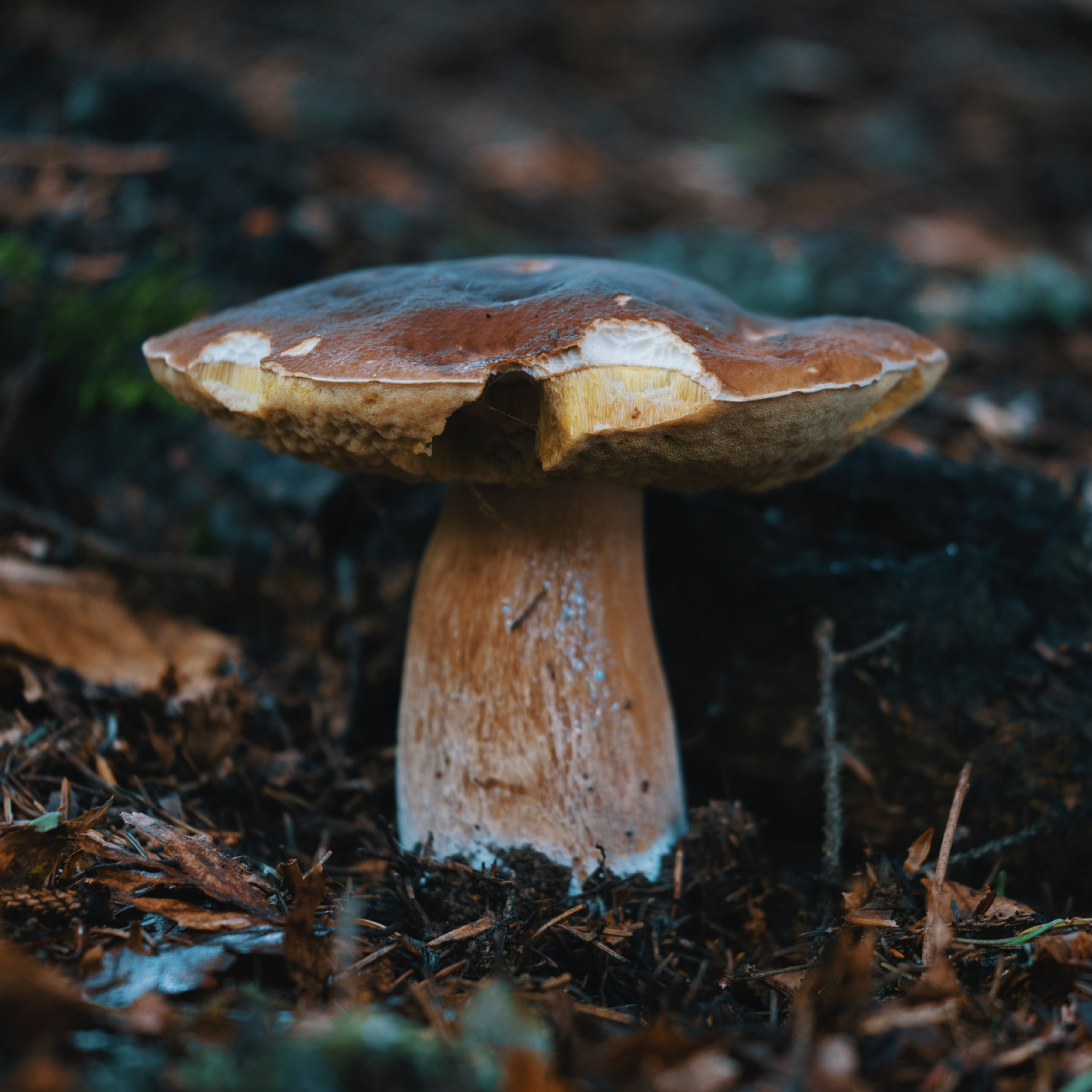 云南土特产牛肝菌新鲜菌菇蘑菇即食野生菌农副产品可油炸菌子