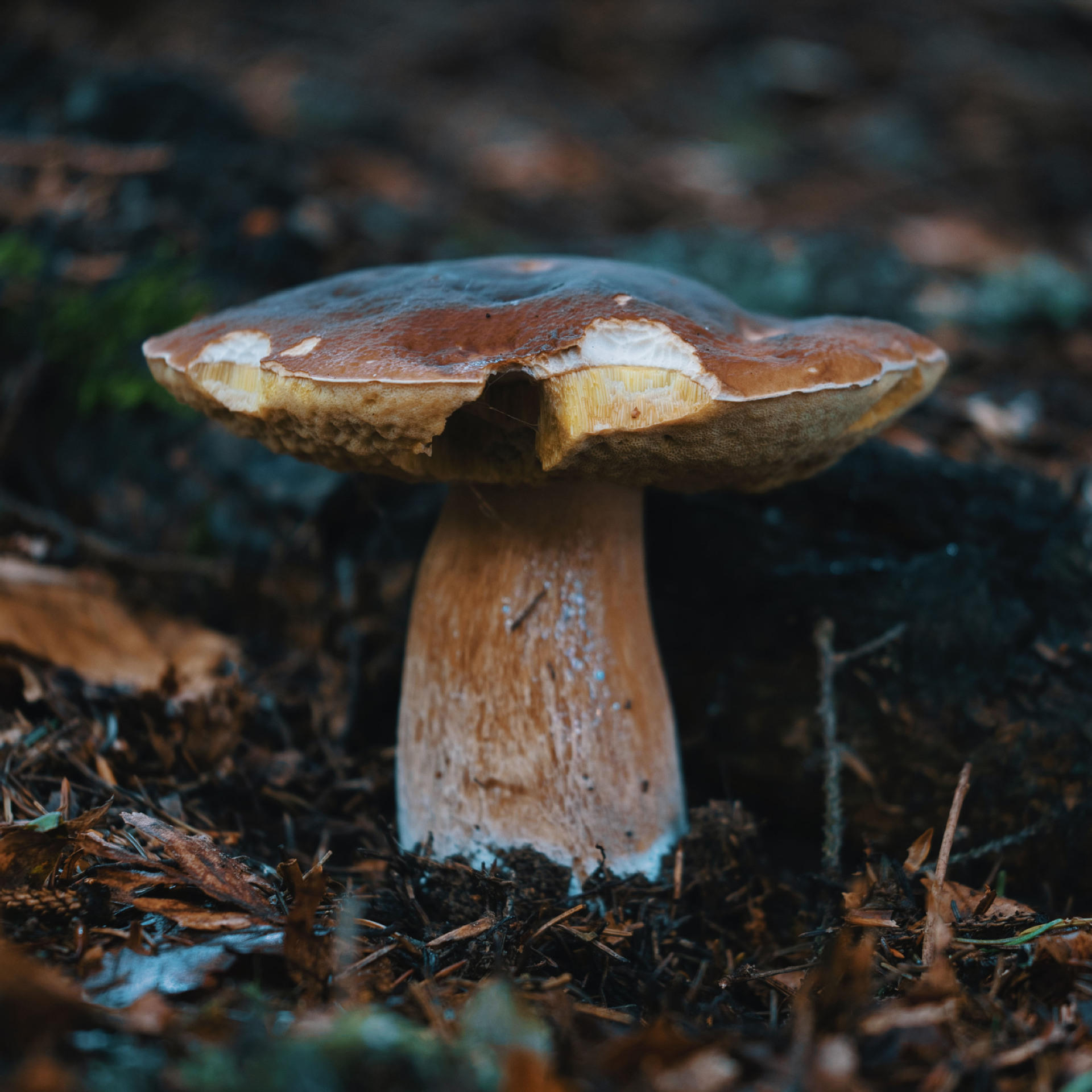 云南土特产牛肝菌新鲜菌菇蘑菇即食野生菌农副产品可油炸菌子