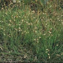 野牛草种子护坡固土草坪草种籽矮生四季长青耐旱耐寒可做牧草