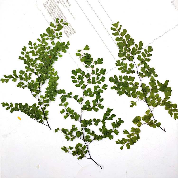 长条铁线蕨真树叶植物标本干花压花手机壳书签真花树叶贴画材料包