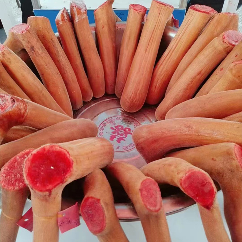 梅花鹿鲜鹿茸鹿场直销东北特产整只带血煲汤泡酒可连刀切鲜鹿茸