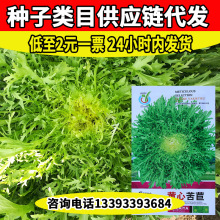 菜菜芽速生花叶苦苣种子农田菜地春秋四季种植蔬菜微苦黄心苦苣籽