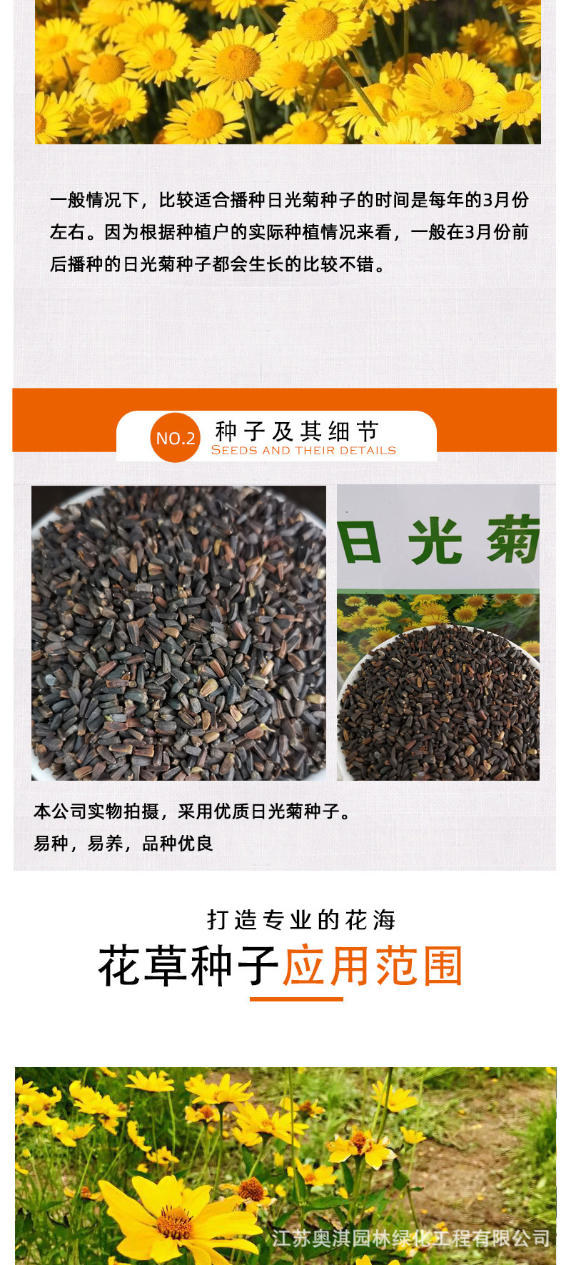 日光菊种子赛菊芋庭院花园花卉园艺绿植花海花种子耐寒四季易种植