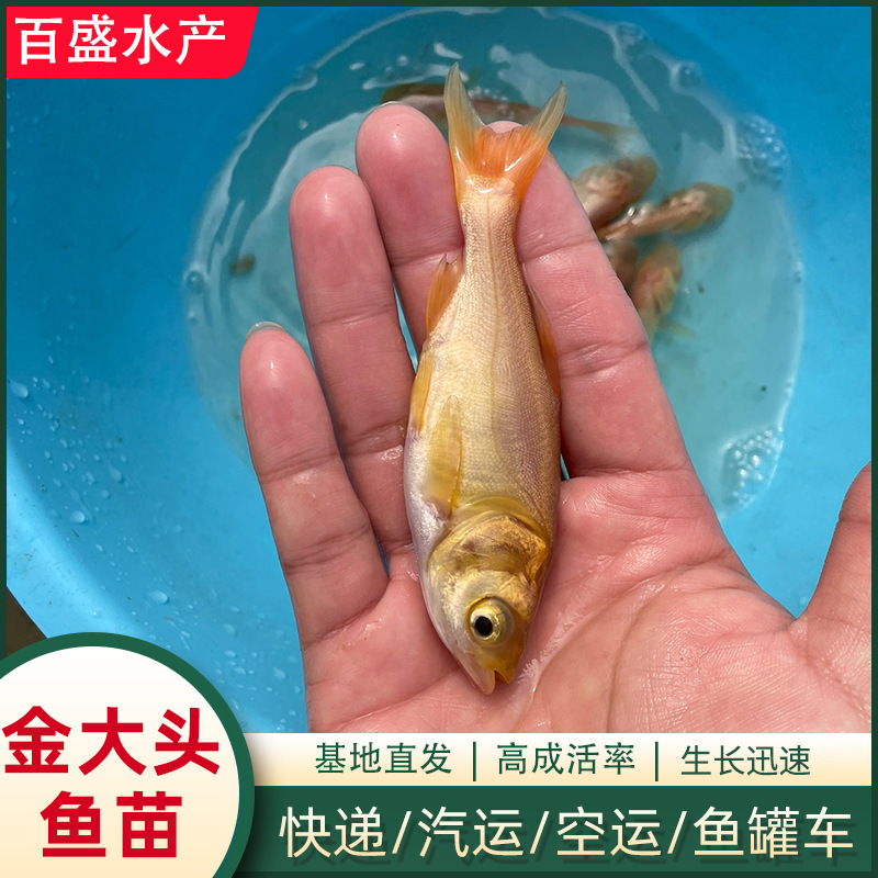 观赏鱼胖大头鱼俄罗斯金花鲢鱼淡水养殖本地鳙鱼高成活金大头鱼苗