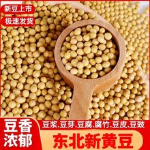 黄豆豆浆专用东北新5斤非转基因打批发农家自种笨土小黄豆发芽1斤