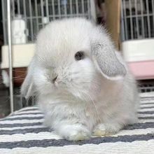 侏儒兔子可爱凤眼海棠小型茶杯兔迷你长不大宠物兔活幼垂耳兔好养
