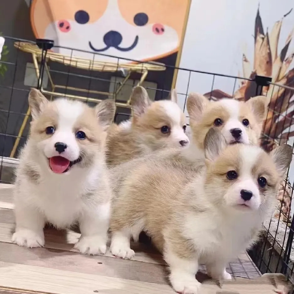 柯基幼犬小型犬双色柯基活体家养宠物狗小短腿柯基幼崽三色柯基犬