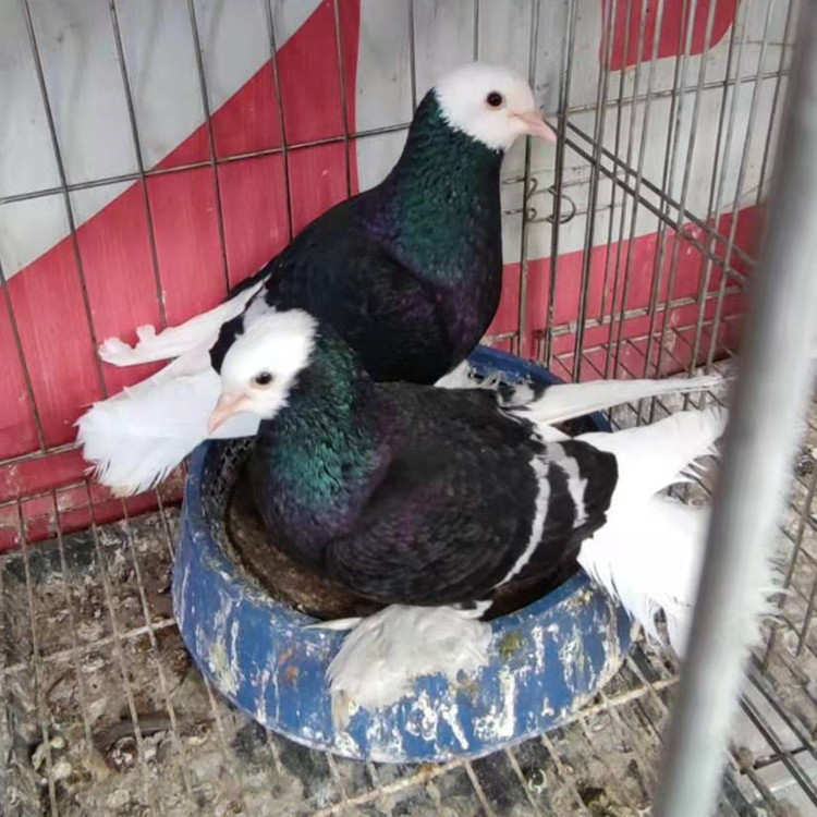 出售海鸥鸽子 寿星鸽 拉合尔鸽子 胡子喜鹊 燕子观赏鸽批发-阿里巴巴