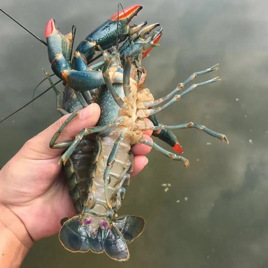 澳洲淡水小龙虾繁殖组种虾试养蓝龙虾鱼缸观赏虾外塘养殖虾蓝鳌虾