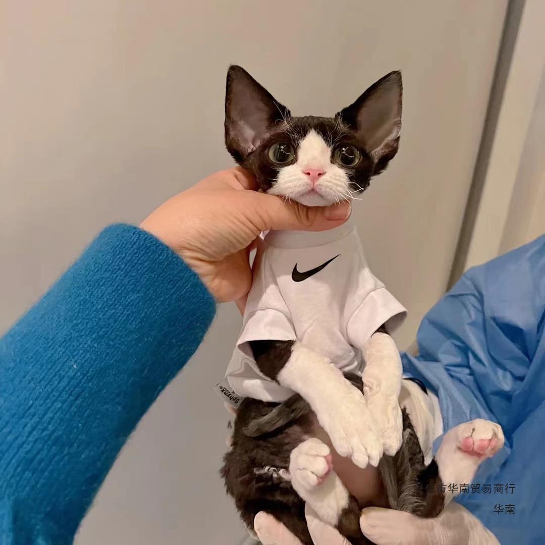 德文卷毛猫纯种幼猫活体蓝眼小奶猫德文帝王猫家养不掉毛宠物猫