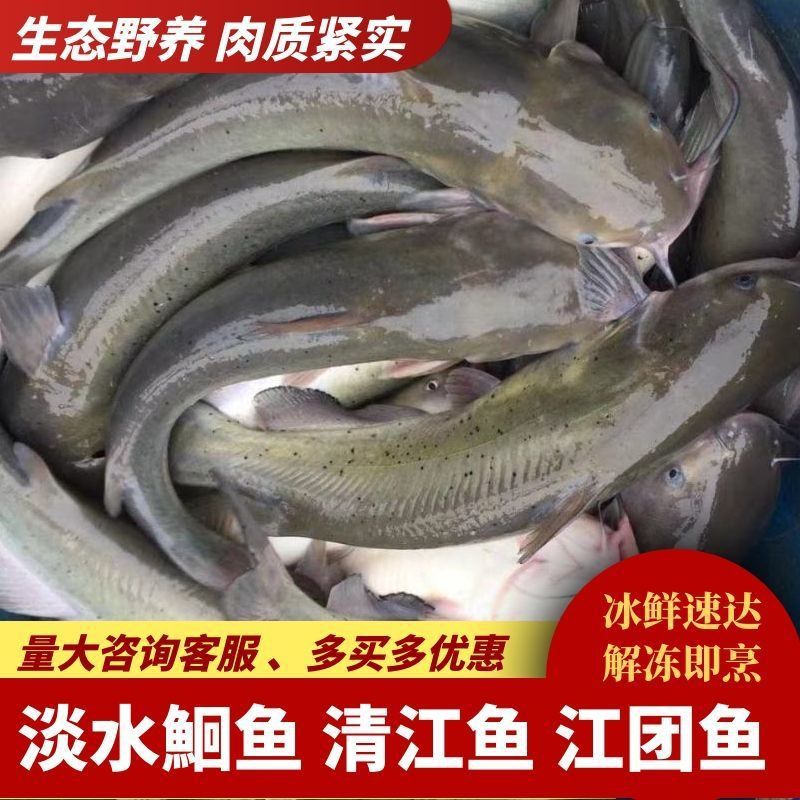 开背清江鱼江团淡水鮰鱼钳鱼斑点叉尾鮰烧烤鱼半成品食材批发商用