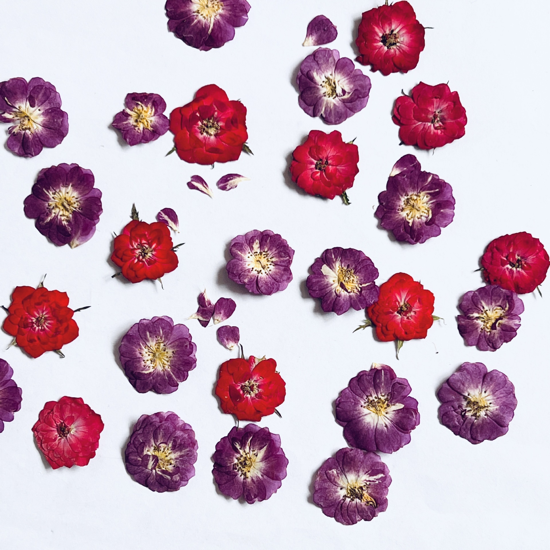 干花压花玫瑰花押花花瓣妆滴胶干花pressedflower flower植物标本