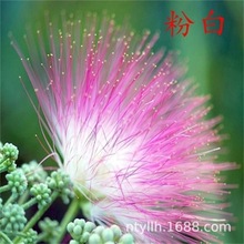 银叶金合欢芙蓉花绒花树庭院地栽公园林绿化工程别墅风景行道树苗