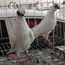 白金鱼鸽一对多少钱 黄金鱼鸽子 熊猫金鱼鸽 金鱼眼观赏鸽