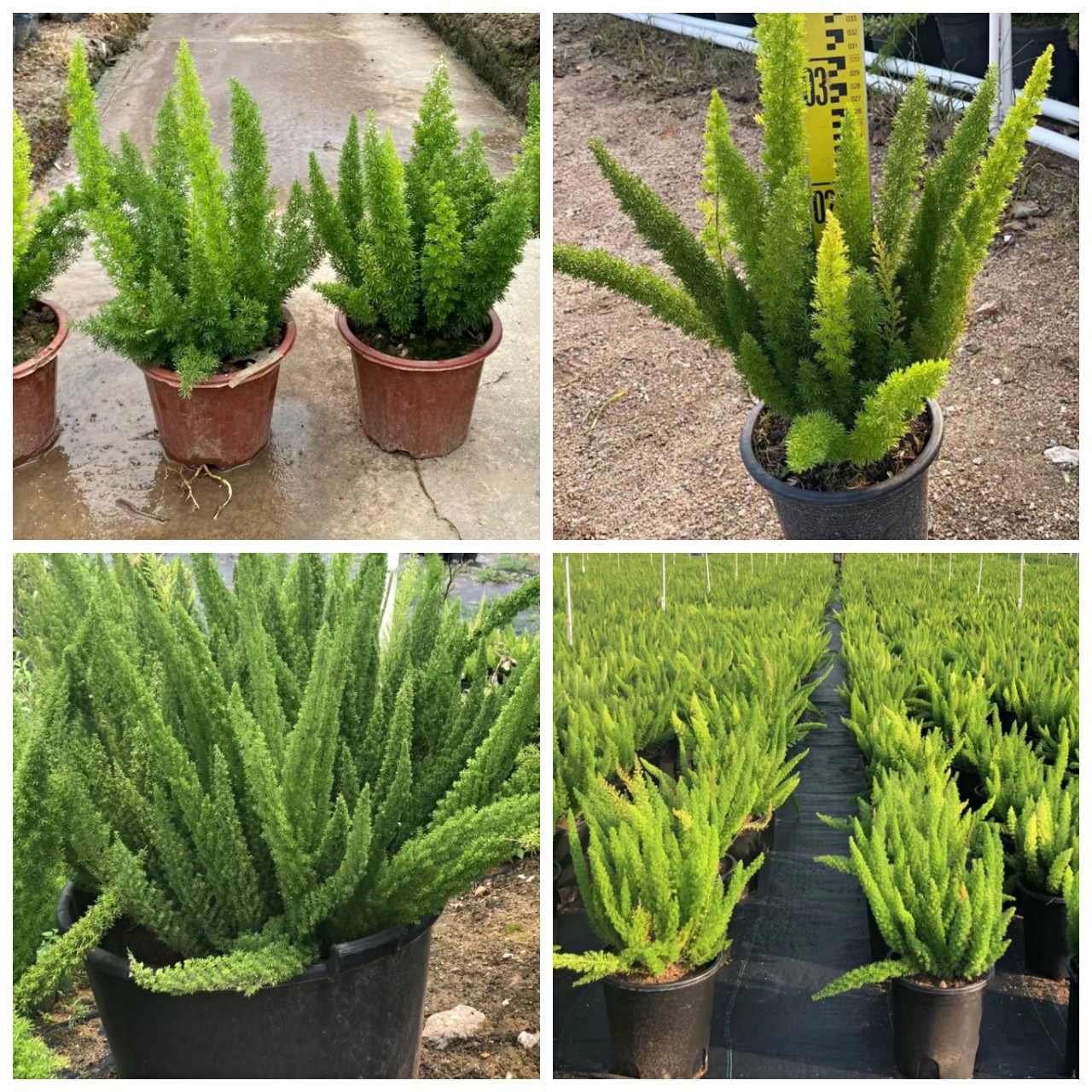 基地直销狐尾天门冬 直立天门冬 中山花境盆栽基地-阿里巴巴